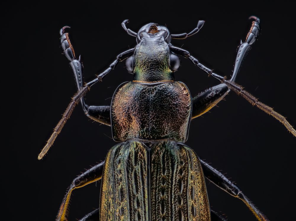 Photograph by Photons Reflectitur