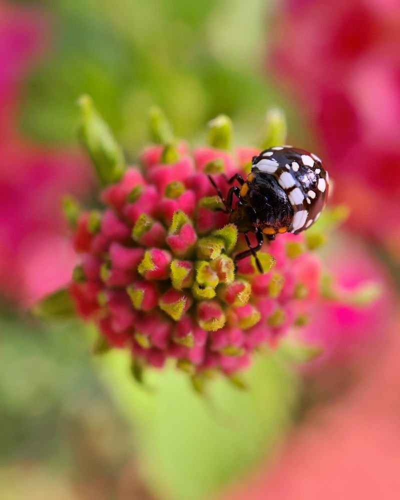 Photograph by Диана Гювенч