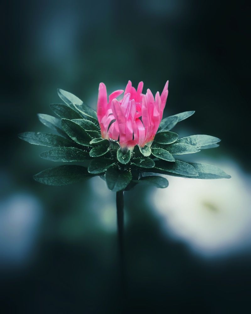 Photograph by Максим Лапин