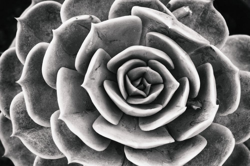 A flower like a stone