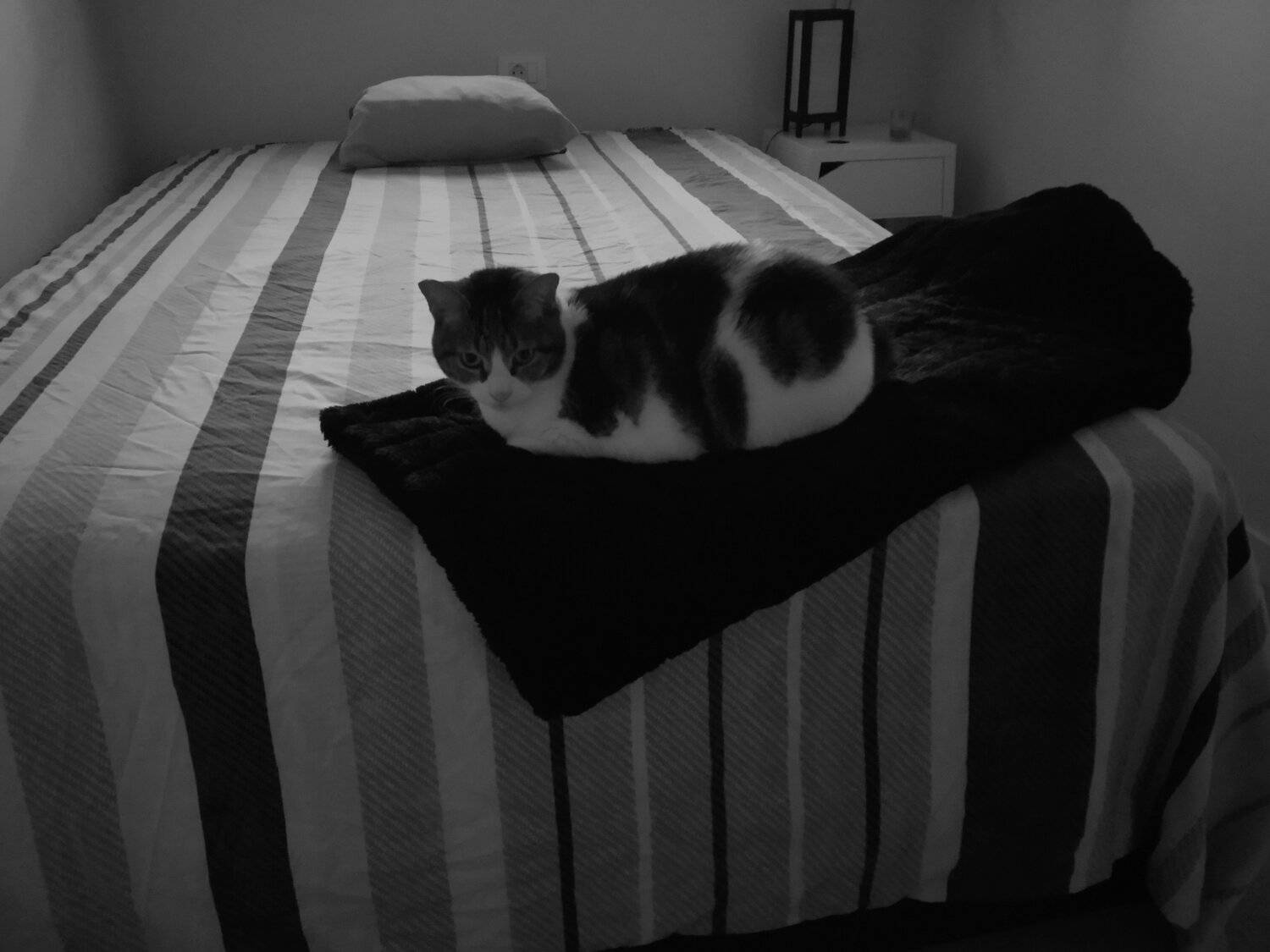 Photo #5770623