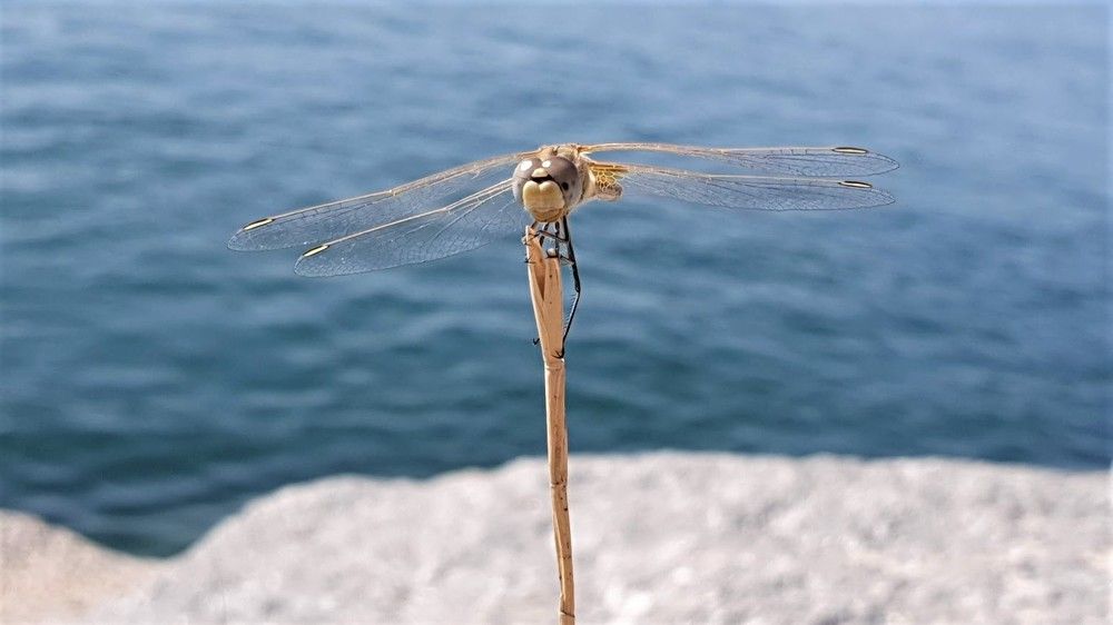 Wie kijkt hier naar wie