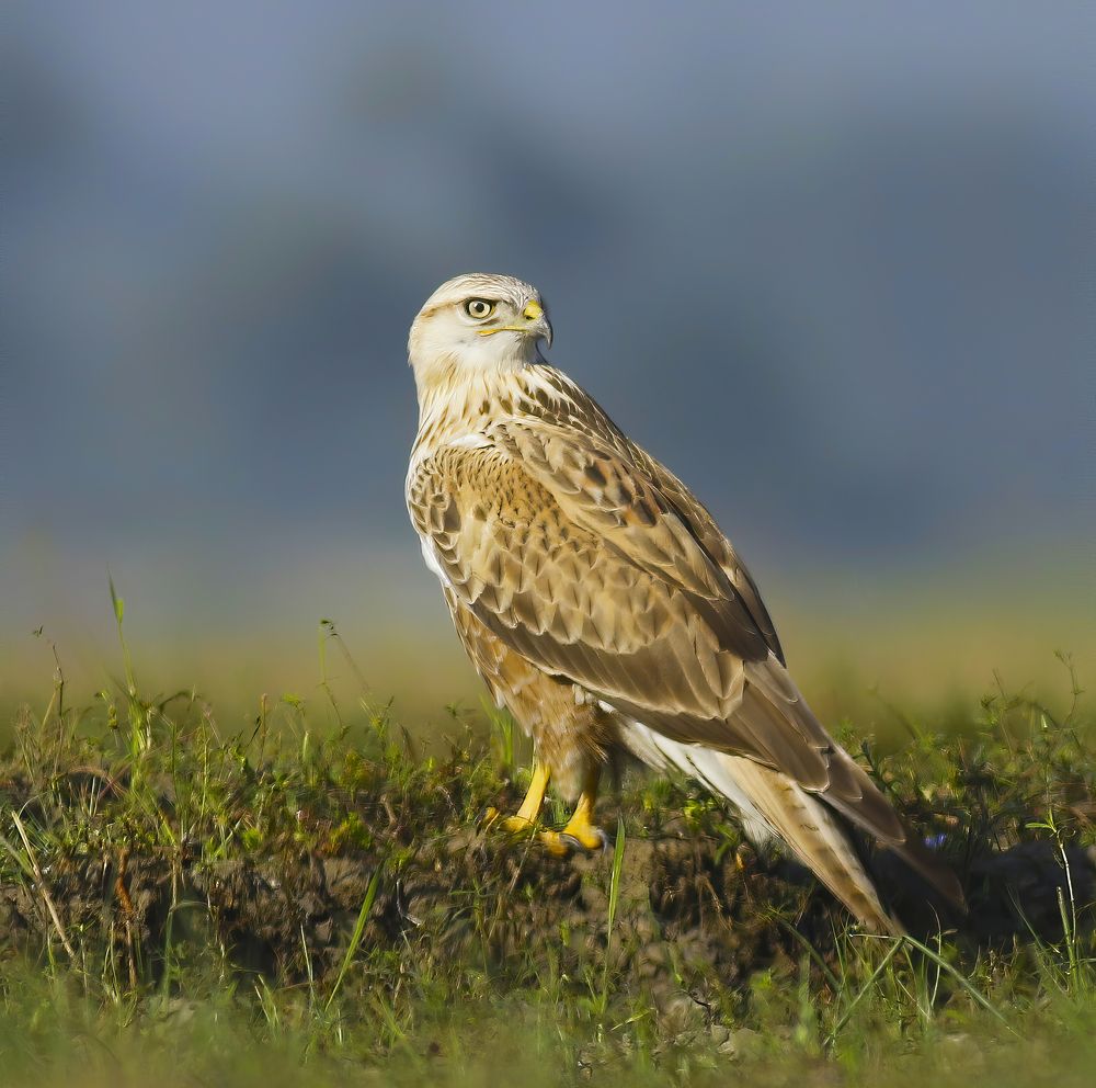 Photograph by Jahid Hasan