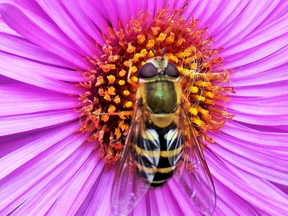 Photograph by Олександр Розум