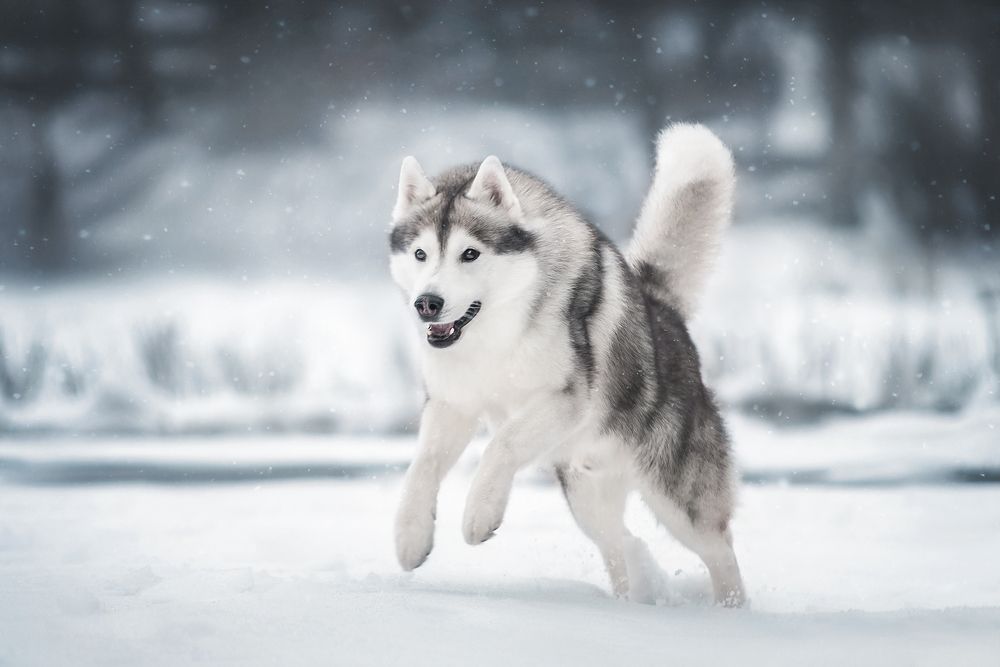 Фотография автора Анна Вильховая