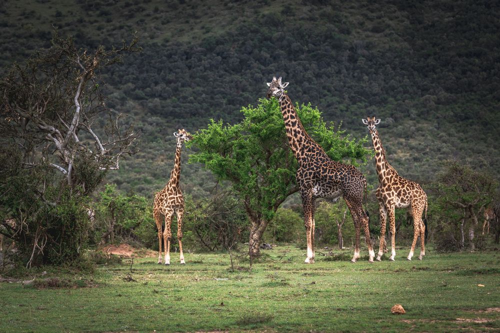 Пятнистая троица/The Spotted Trinity