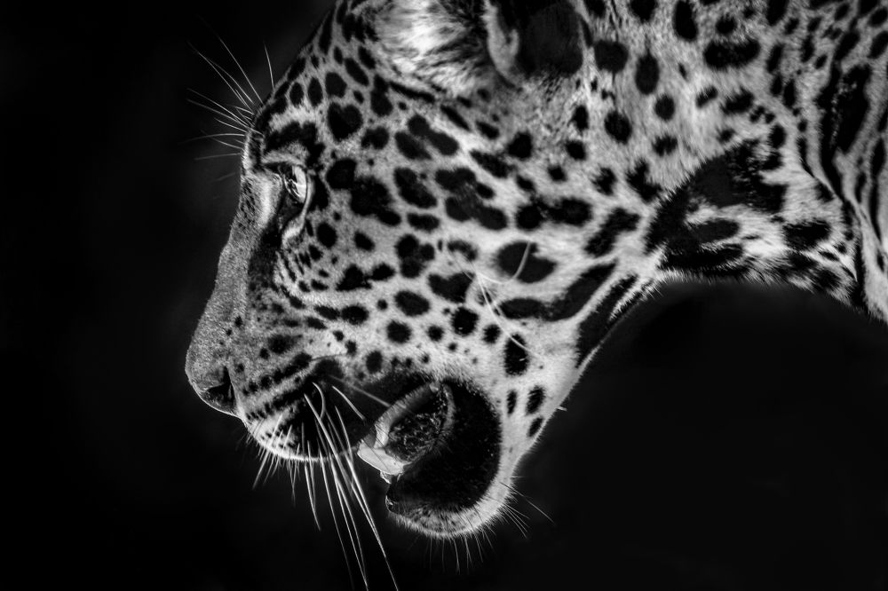 Photograph by Firas Abussaud