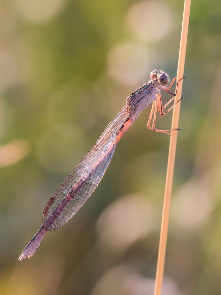 Лютка сибирская