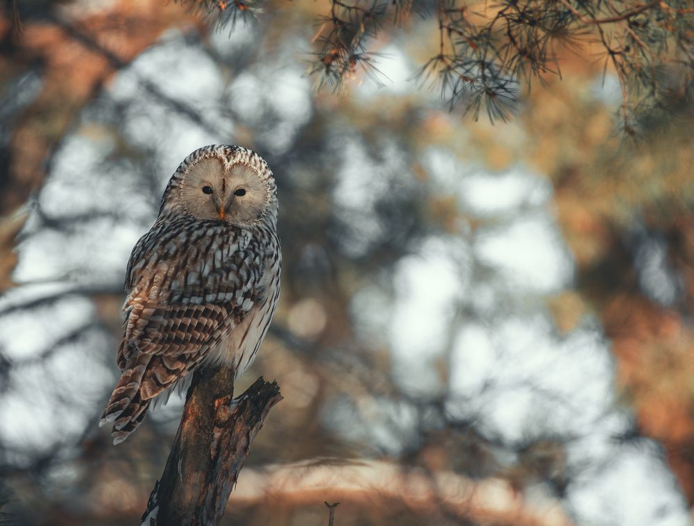 Длиннохвостая неясыть