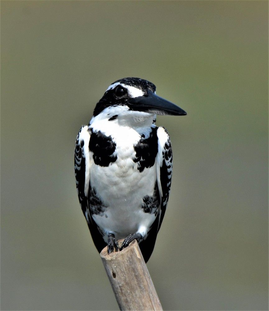 Photograph by Kushal Sharma