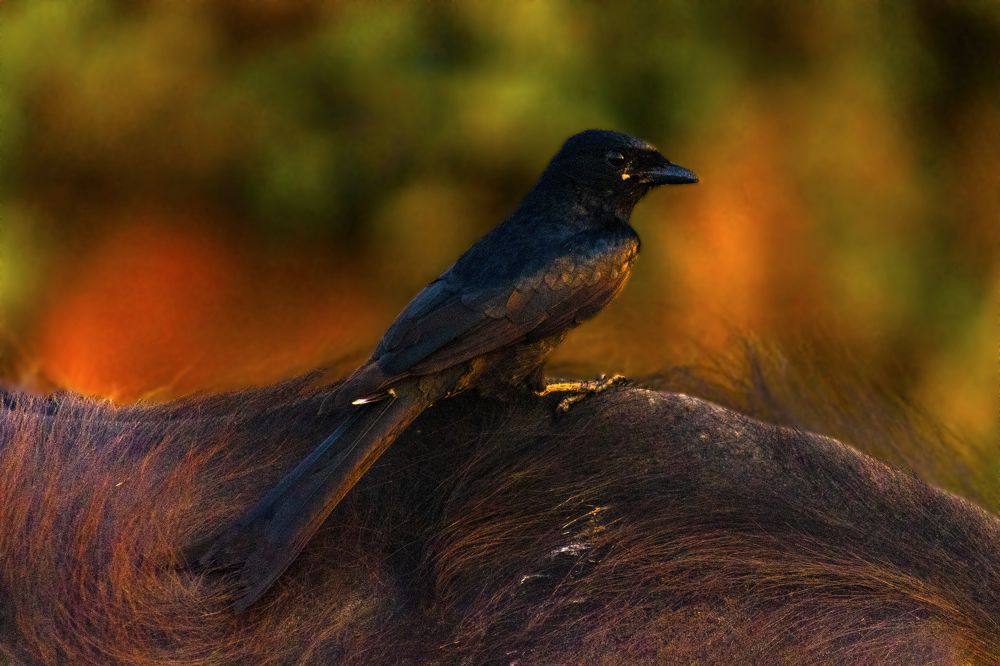 Photograph by SUJITH VARGHESE