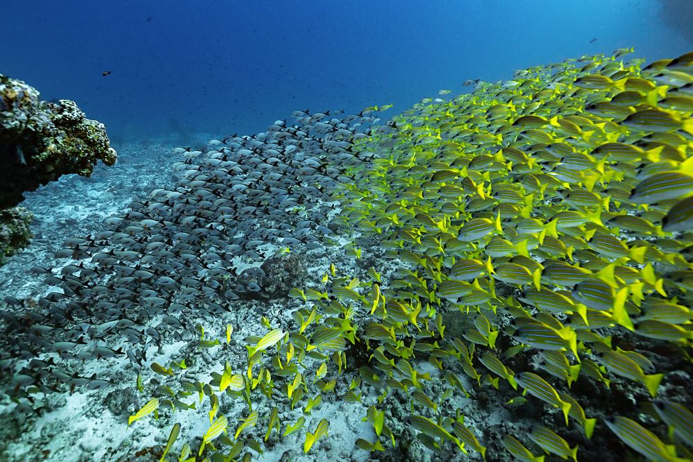 Photograph by Тетяна Тарасенко