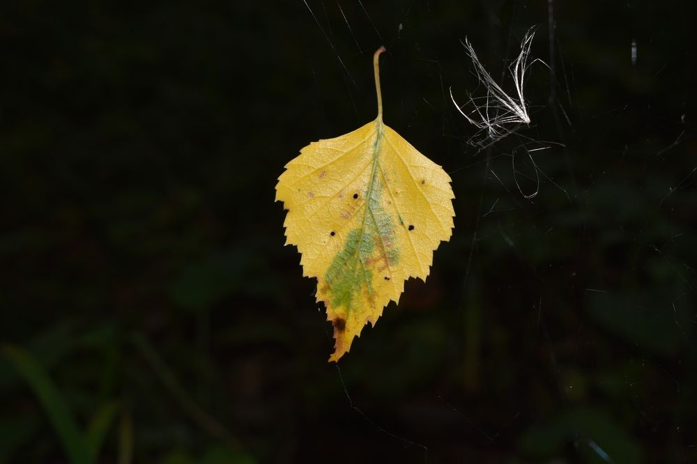 Photograph by Сергей Головин