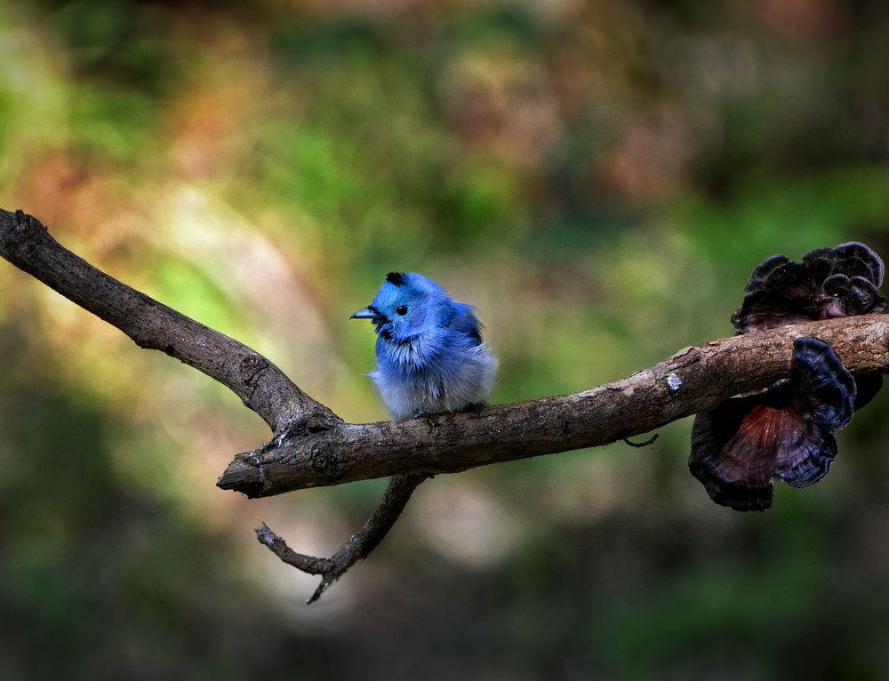 The Agile Passerine - The Black Naped Monarch