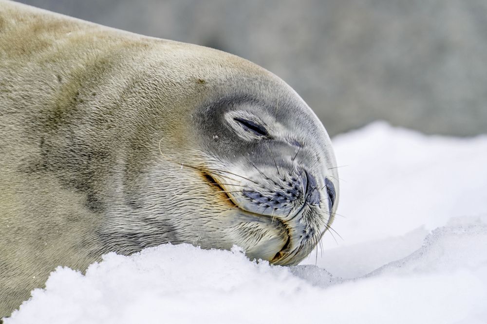 Weddel Seal, Antarctica