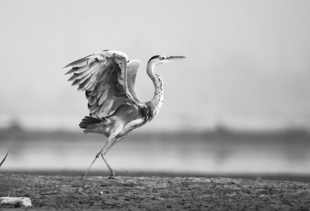 Photograph by Kushal Sharma