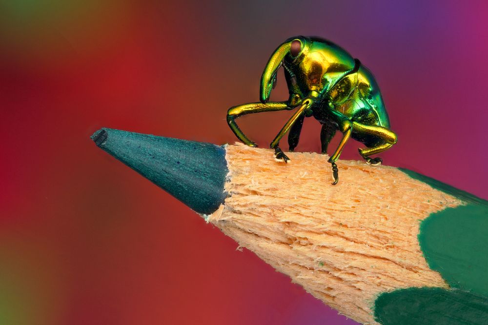 Photograph by Hardy Vargas Vasquez