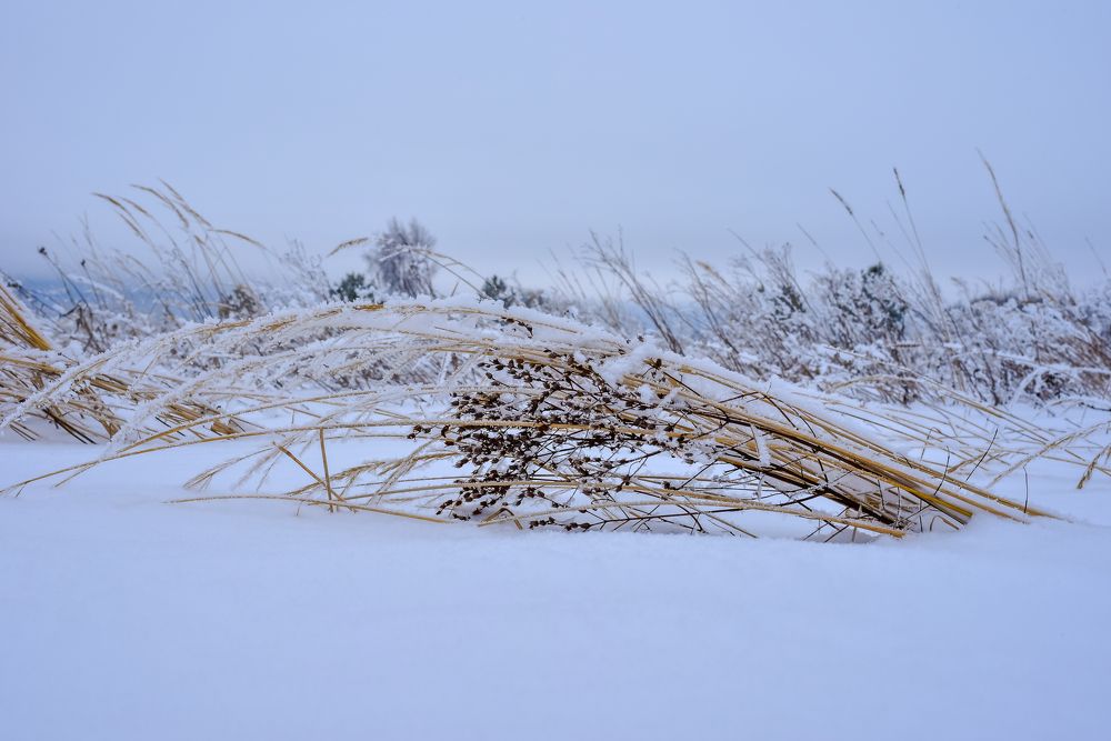 Фотография автора Варвара Сосновская