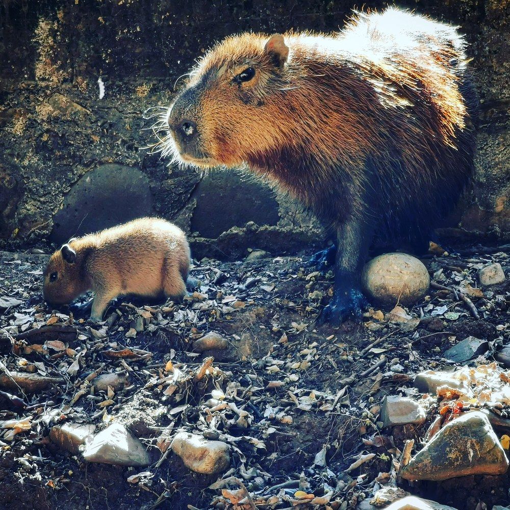 Photograph by Williams Lorenzo