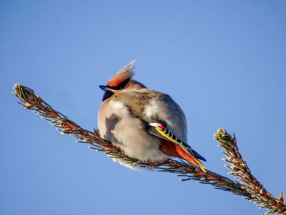 Новогодний  шар