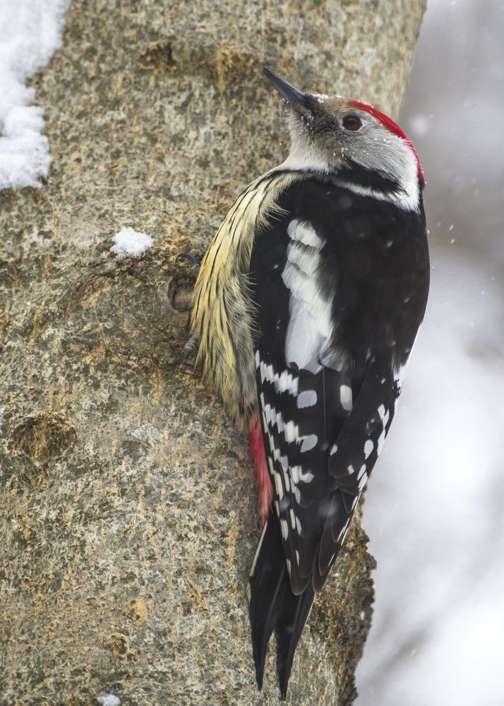 Средний пестрый дятел