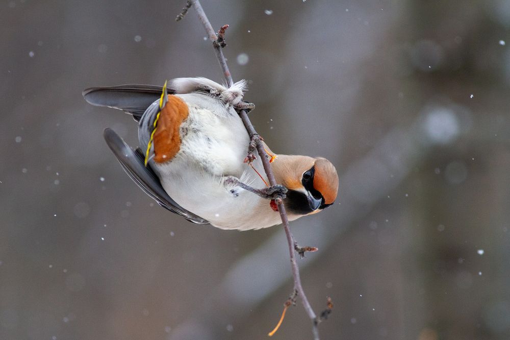 Фотография автора Евгений Гурьевских