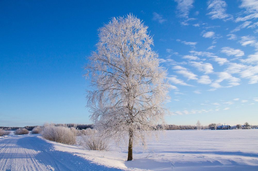 Белая береза