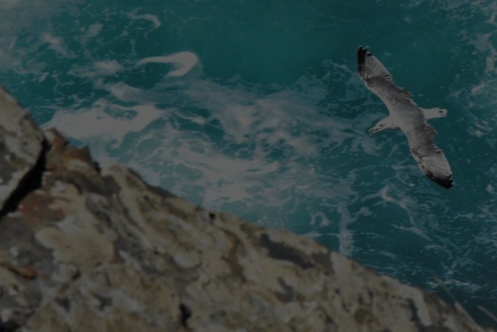 Photograph by Francisco Ferreira