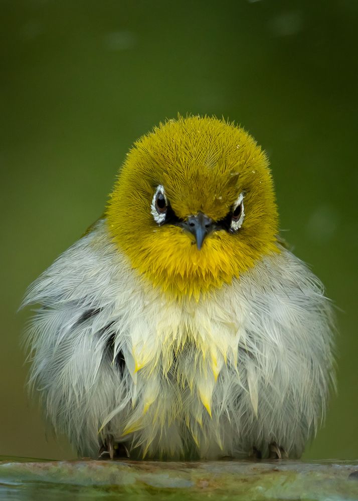 Photograph by Subhra Mandal