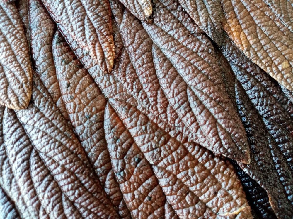 Коричневая гамма / Brown Spectrum