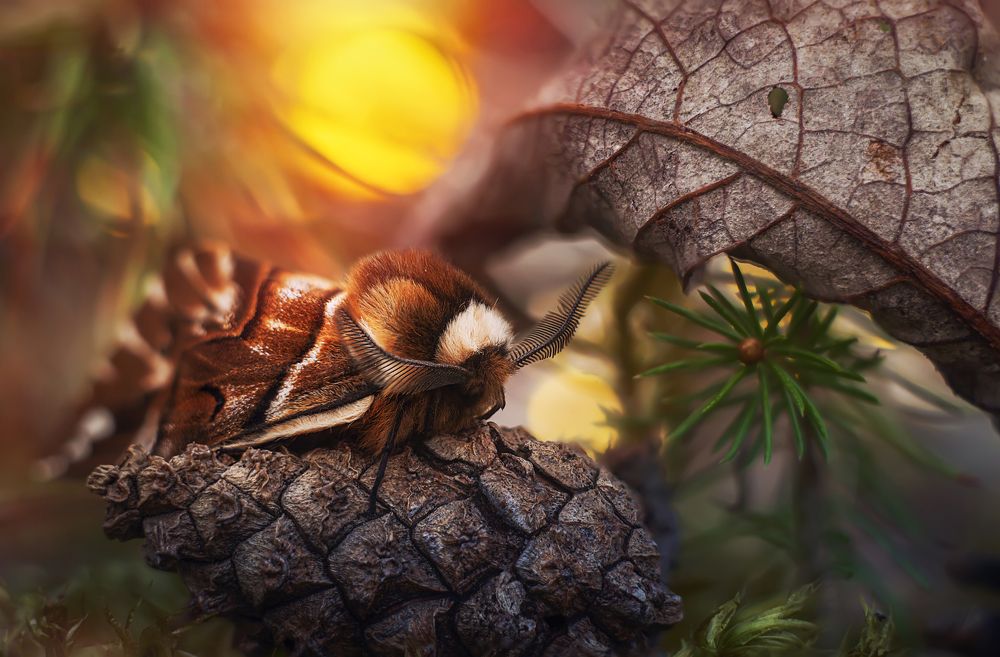 Pretty woman in a royal coat