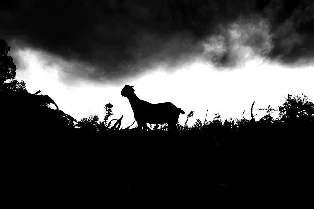 Photograph by Md Sabbir Shikder Orid