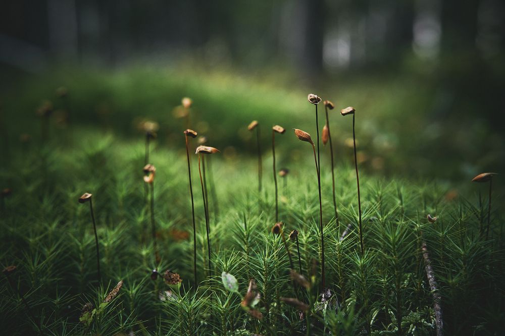 Фотография автора Александр Османов