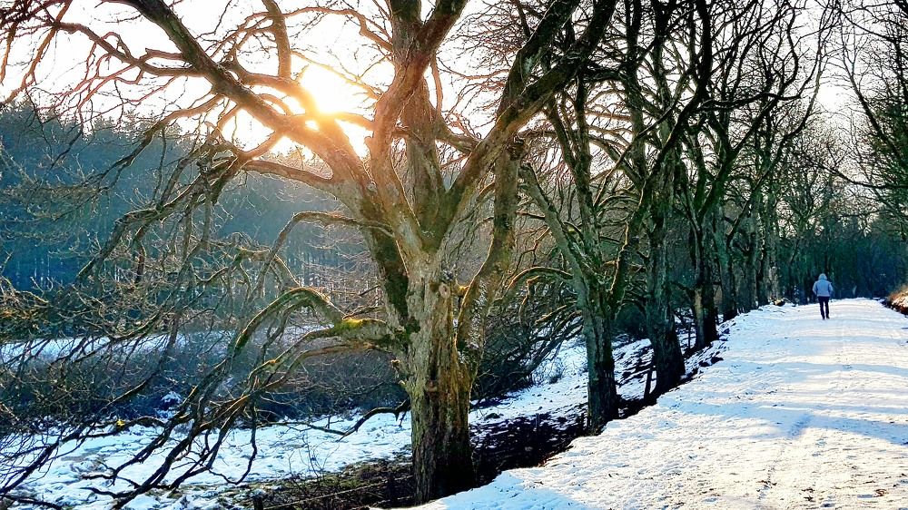 Winter Landscape