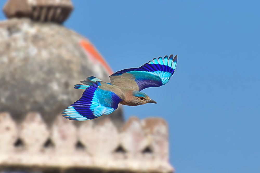 INDIAN ROLLER