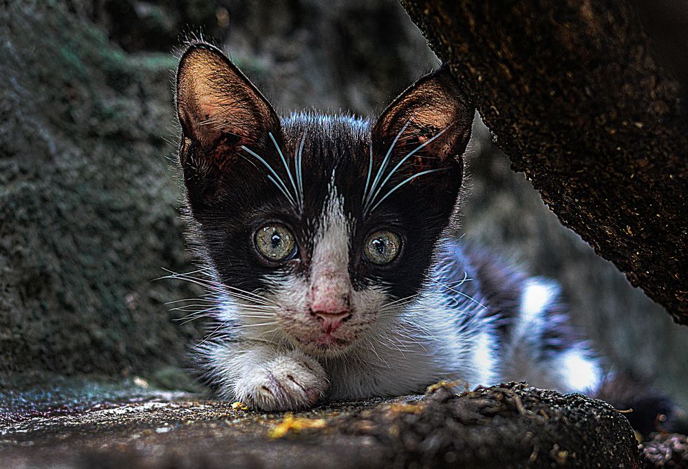 Photograph by Biswajit paik