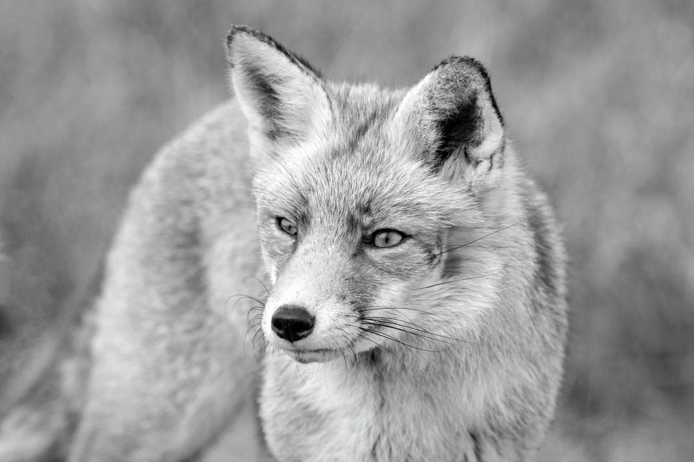 Fox portret