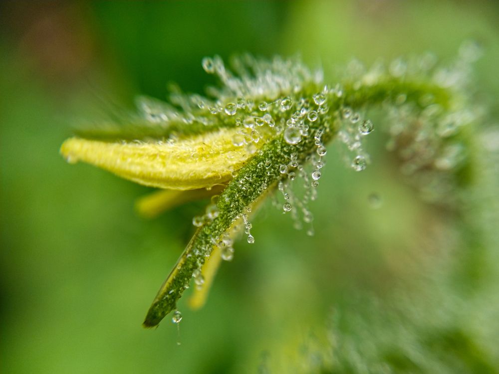 Photograph by Shahin Hossain