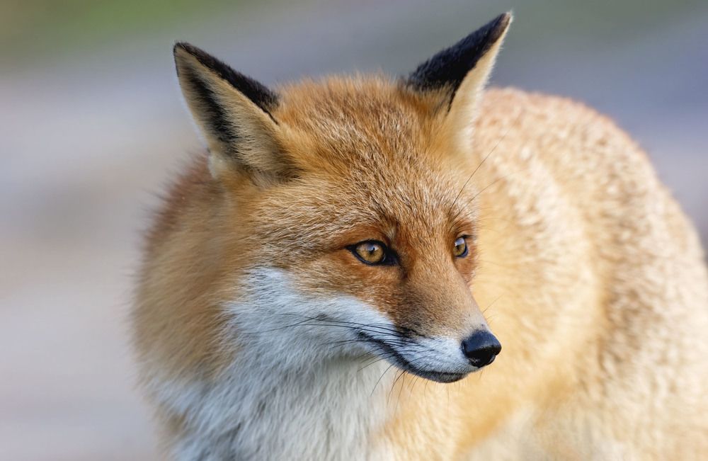 Red fox