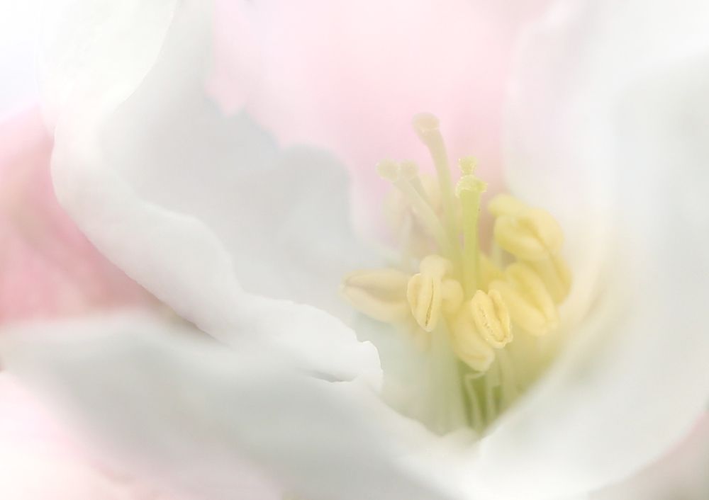 яблоневый цвет