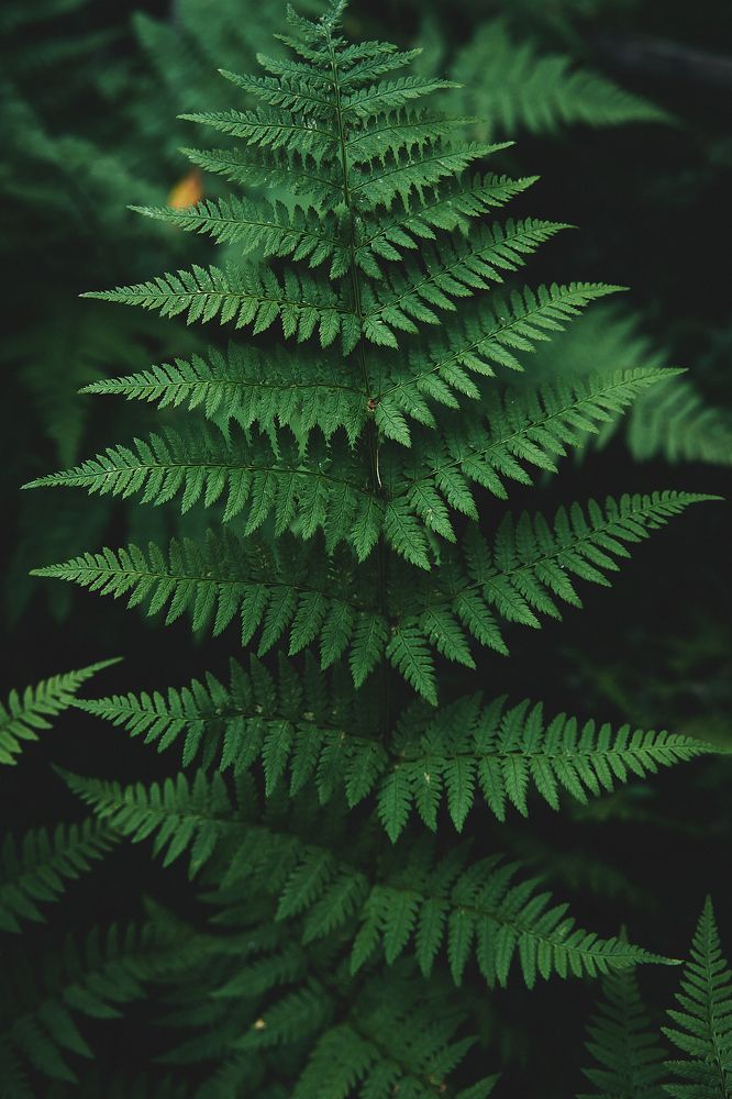 Фотография автора Александр Османов