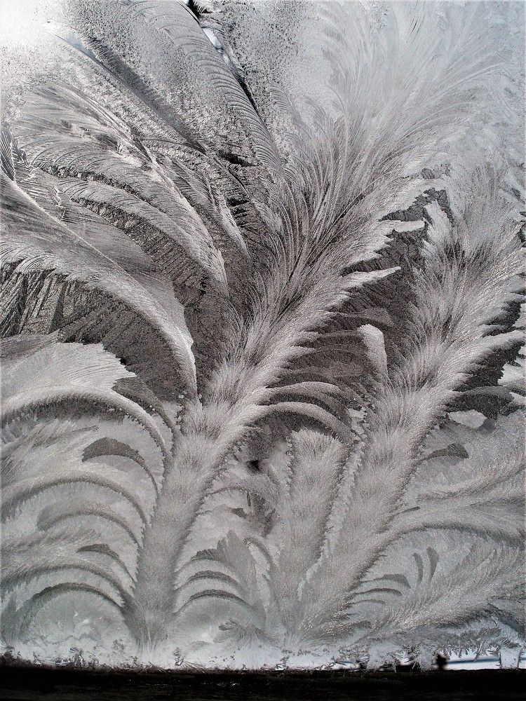 Морозные деревья