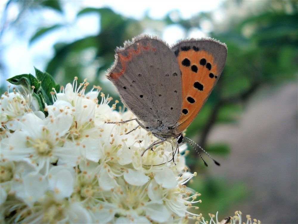 Photograph by Федоренко Элеонора