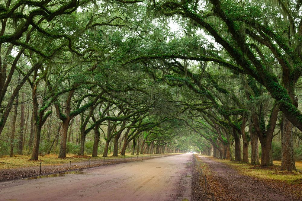 Oak Tree avenue
