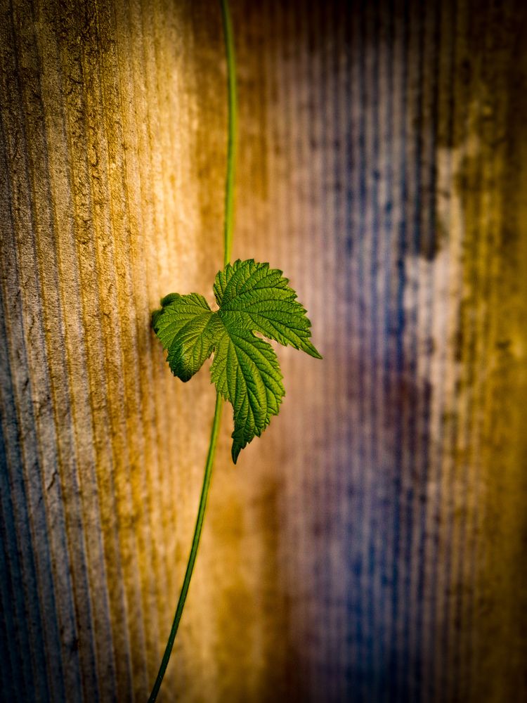 Photograph by Анастасия