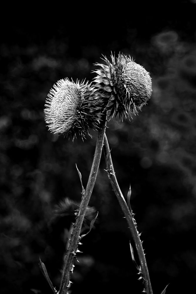 Photograph by Carolina Leske