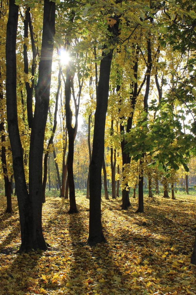 Золотая осень.