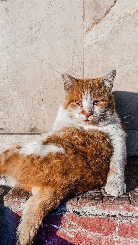 Дворовый житель