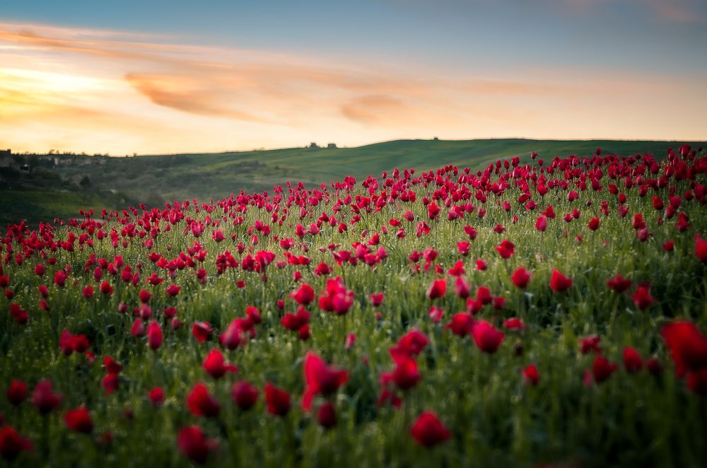 Tulips of Sicily