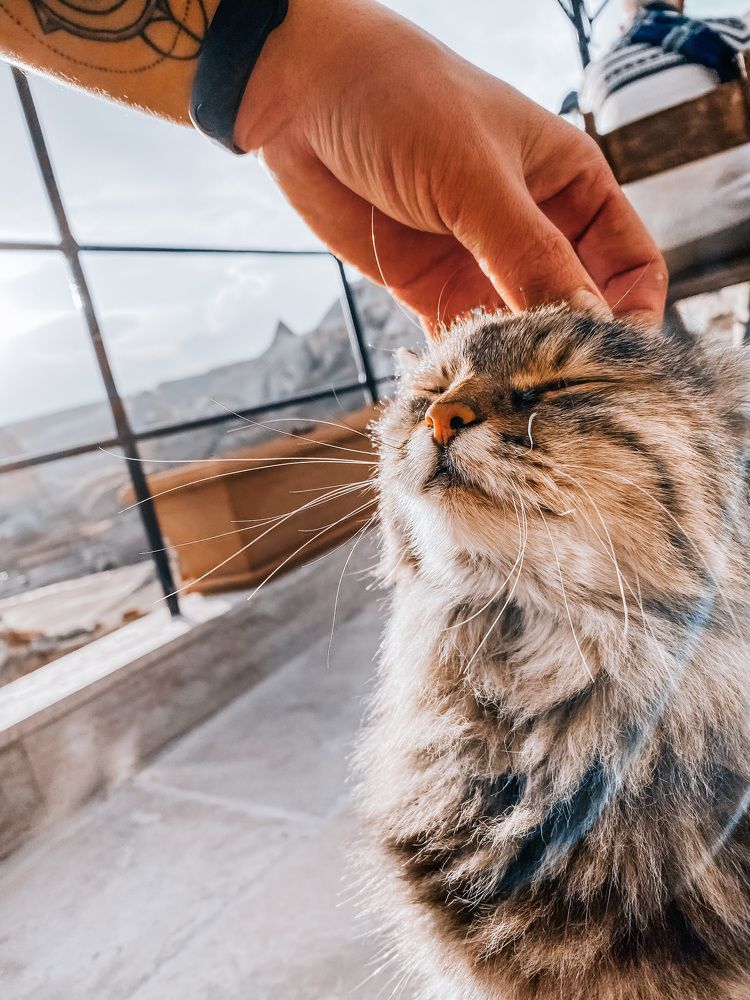 Кошачий дзен